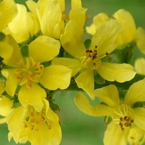 Agrimony