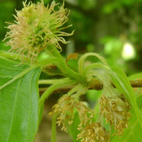 Beech