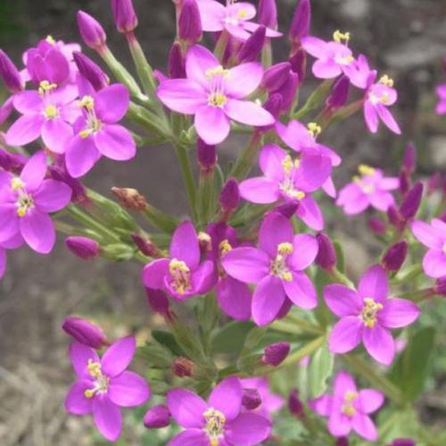 Centaury