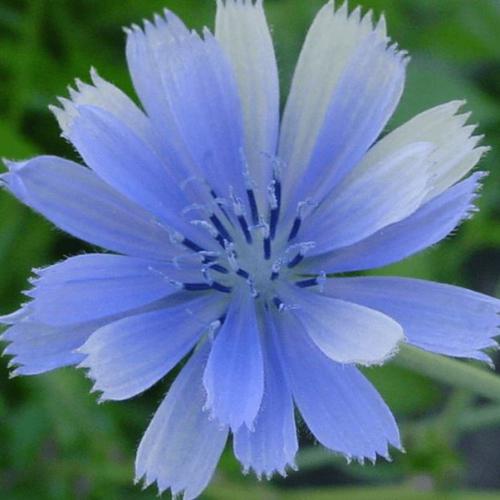 Chicory