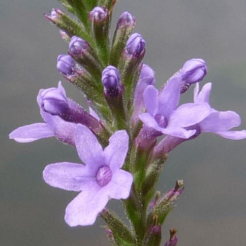 Vervain