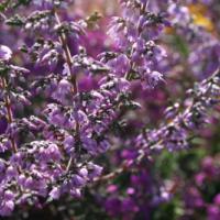 Heather