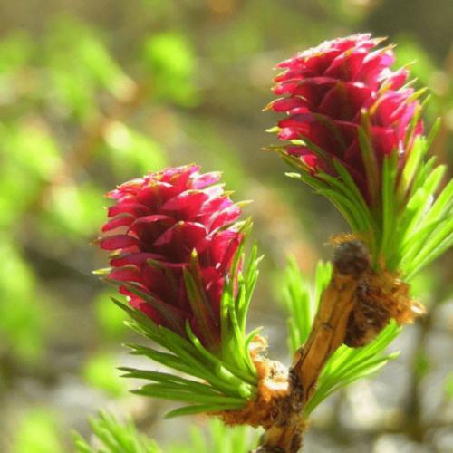 Larch