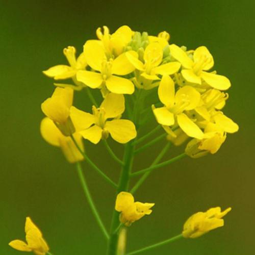 Mustard