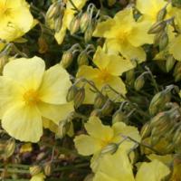 Rock Rose
