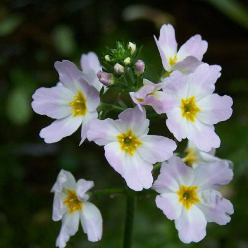 Water Violet