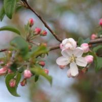 Crab Apple