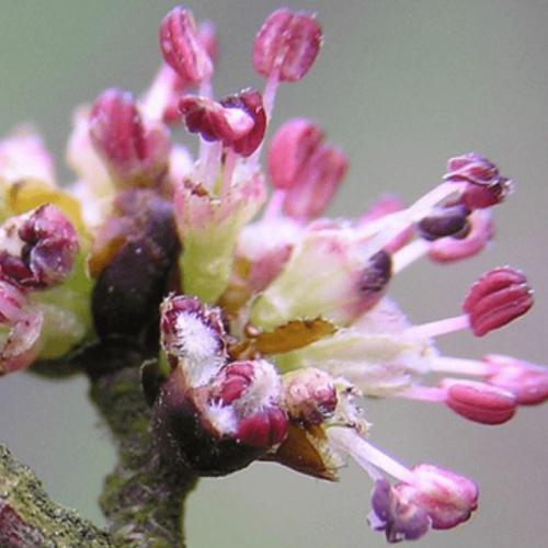 Elm