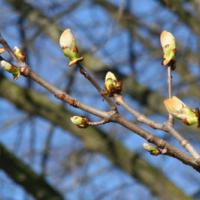Chestnut Bud