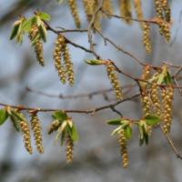 Hornbeam
