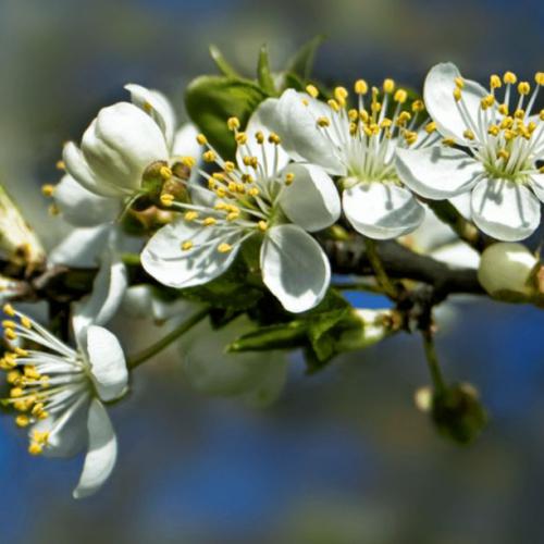 Cherry Plum