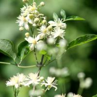 Clematis