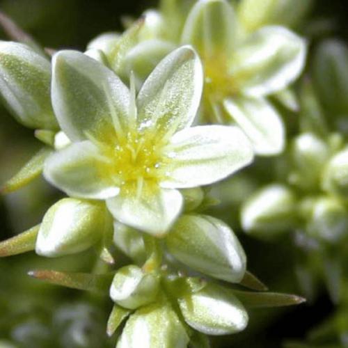 Scleranthus