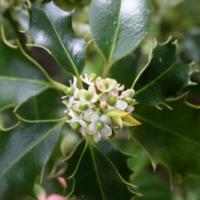 Holly