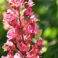Red Chestnut